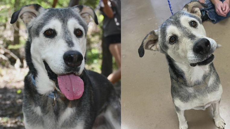 Could Harold from PAWS Shelter of Central Texas be the dog for you?