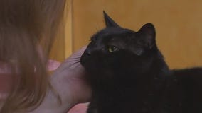 Cat of the Weekend: Tomato Paste at Austin Pets Alive