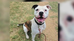 Dog of the Weekend: Taylor Snift at Austin Pets Alive!