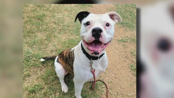 Dog of the Weekend: Taylor Snift at Austin Pets Alive!