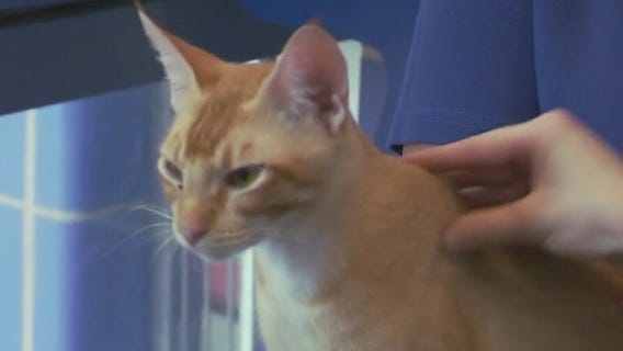 Cats of the Weekend: 4 cute cat brothers at Austin Animal Center