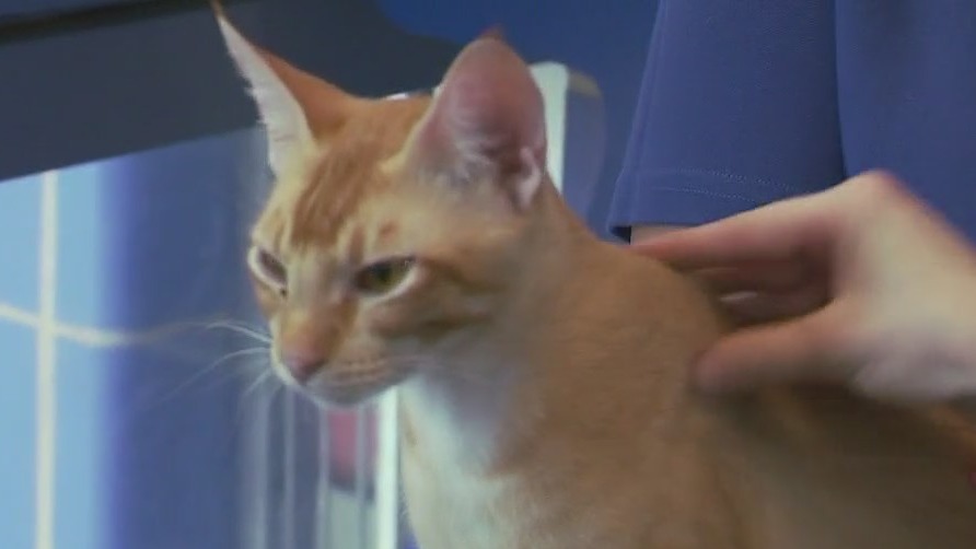 Cats of the Weekend: 4 cute cat brothers at Austin Animal Center