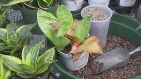 Gardening expert provides tips on saving dying plant