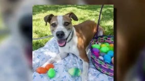 Pet of the Weekend: Darwin at Texas Humane Heroes