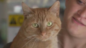 Cat of the Weekend: Hampton at Texas Humane Heroes