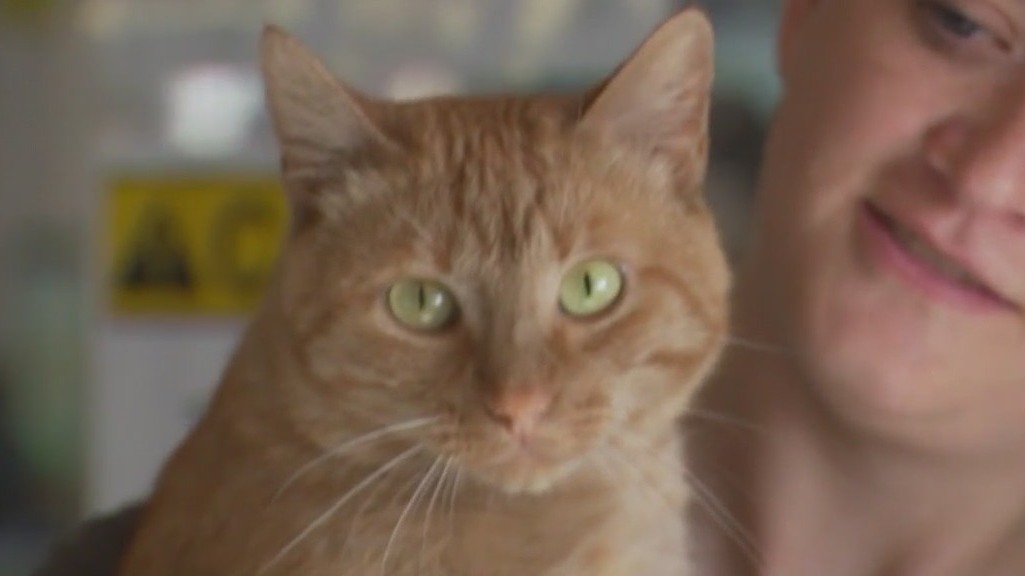 Cat of the Weekend: Hampton at Texas Humane Heroes