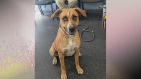 Pflugerville Animal Welfare Services introduces 'Pet of the Week' Honey