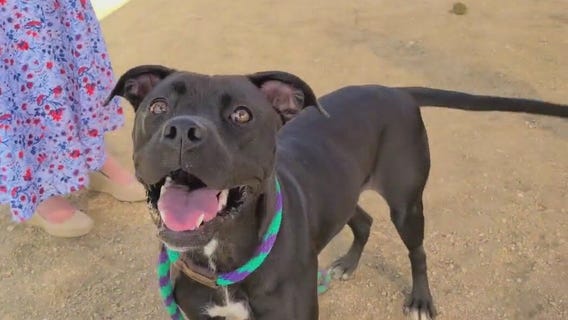 Dog of the Weekend: Persephone