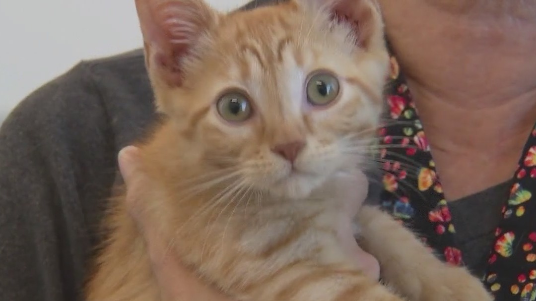 Pet of the Weekend: Cheerio