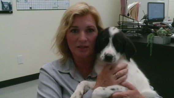 Bastrop County Animal Services introduces 'Pet of the Week' Daisy