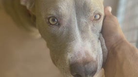 PAWS Shelter of Central Texas introduces 'Pet of the Week' Lola