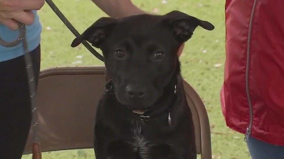 Dog of the Weekend: Millie at the Austin Animal Center