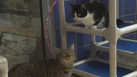 Cats of the Weekend: Kat and Honey at Austin Animal Center