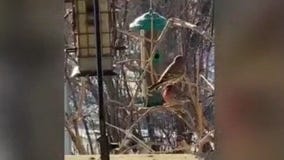 It's so cold, you can see a bird's breath