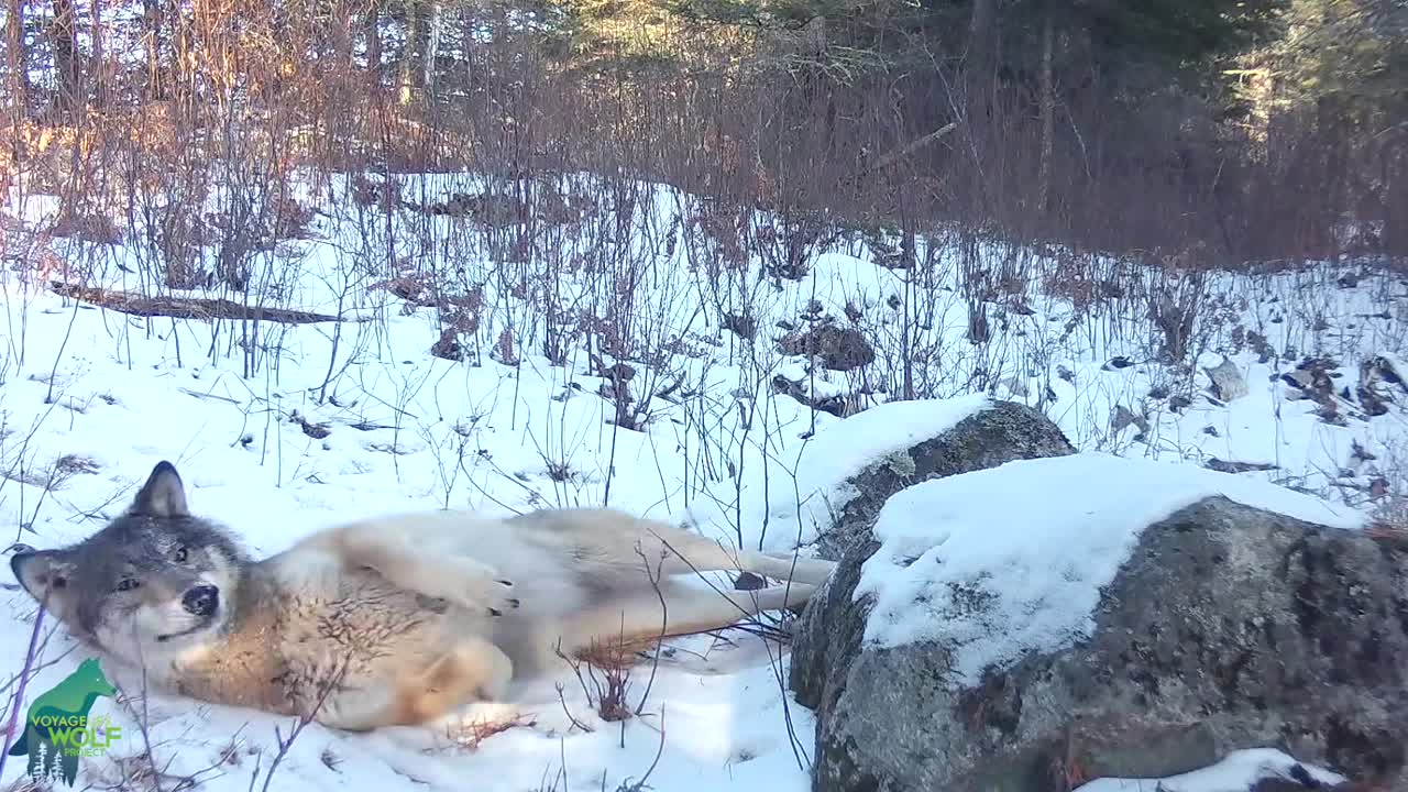 These wolves love the smell of skunks