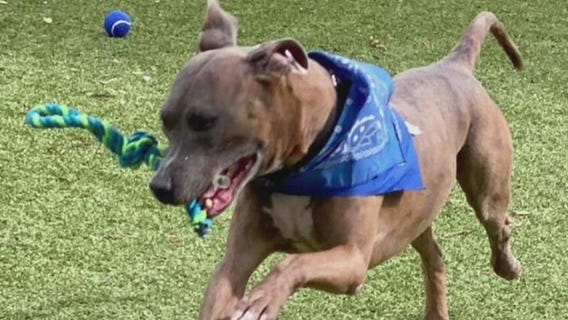 Austin Animal Center introduces 'Pet of the Week' Max