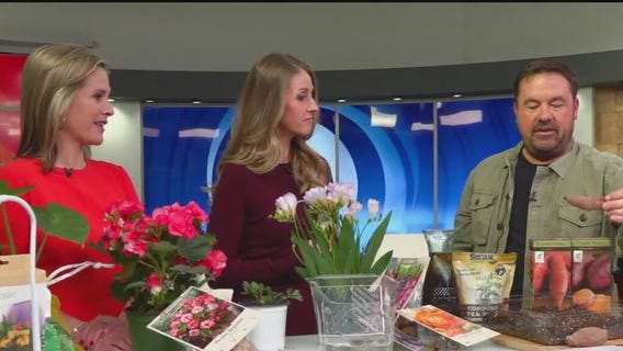 Tips for starting spring bulbs indoors