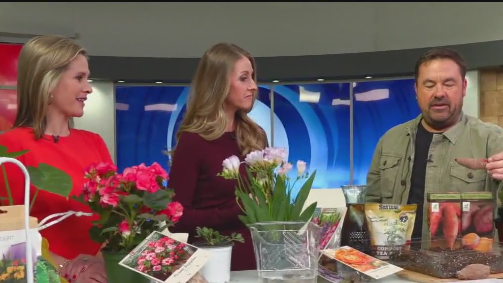 Tips for starting spring bulbs indoors