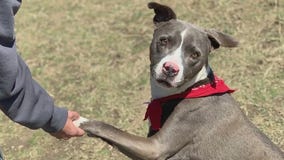 Dog of the Weekend: Bentley at WCRAS