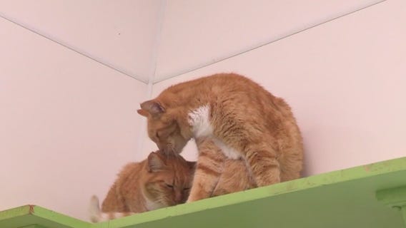 Cats of the Weekend: Julie and Scarlett at WCRAS