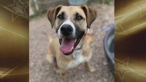 Pflugerville Animal Welfare Services introduces 'Pet of the Week' Tyson