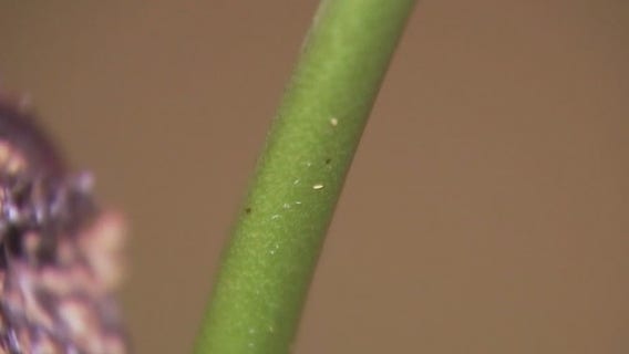 How to handle bugs on plants