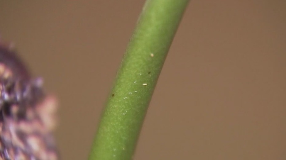 How to handle bugs on plants