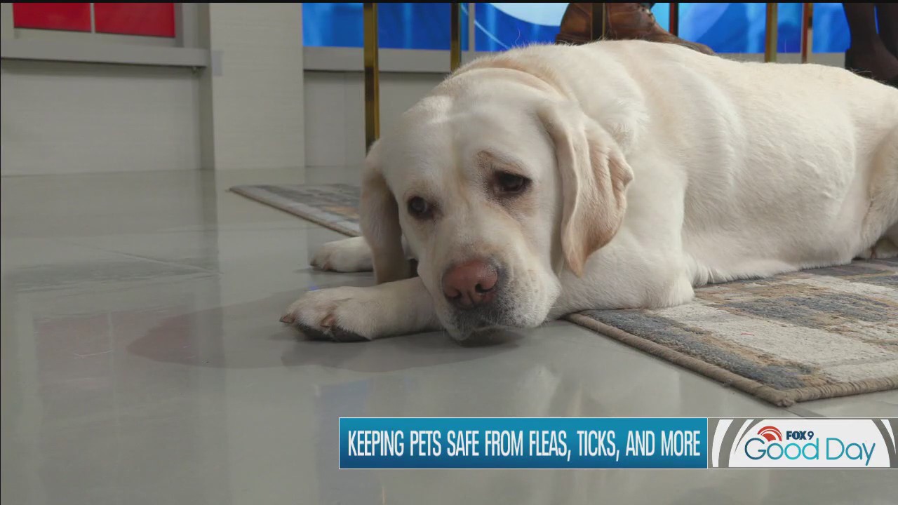 FOX 9 Good Day: Feb. 28, 2025