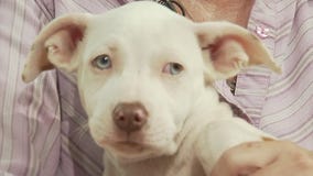 Bastrop County Animal Services introduces 'Pet of the Week' Peggy Hill