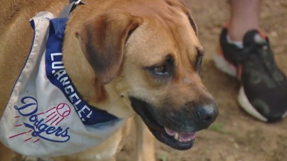 Dog of the Weekend: Isabelle at Austin Pets Alive