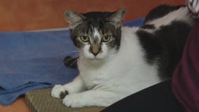 Cat of the Weekend: Quail at Austin Pets Alive