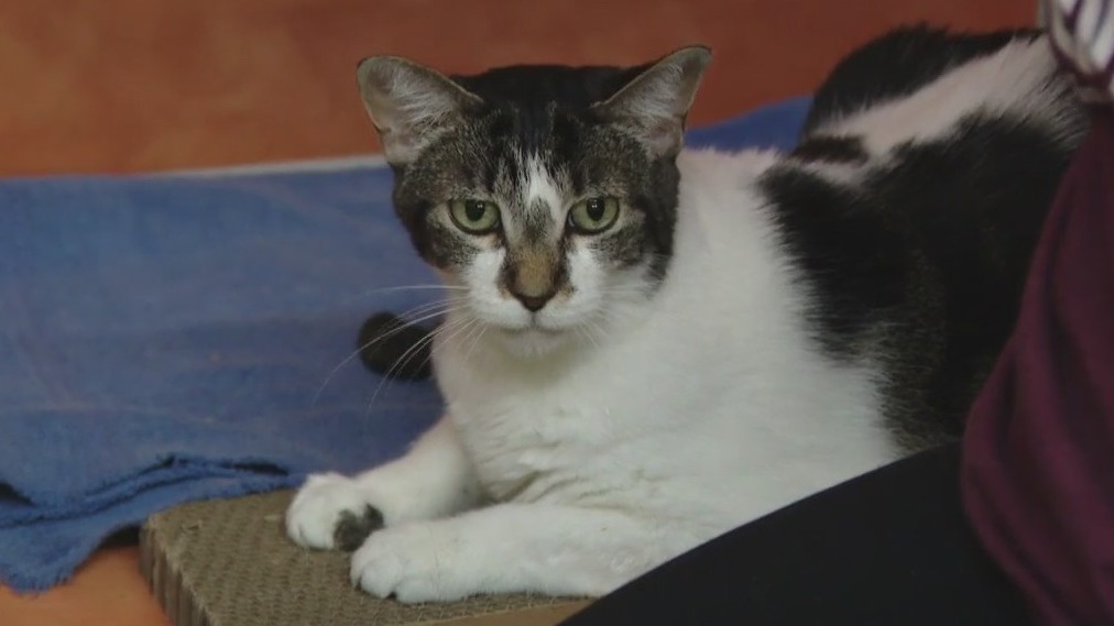 Cat of the Weekend: Quail at Austin Pets Alive