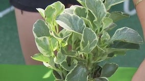 What to do with houseplants when they need help