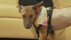 PAWS Shelter of Central Austin introduces 'Pet of the Week' Taco