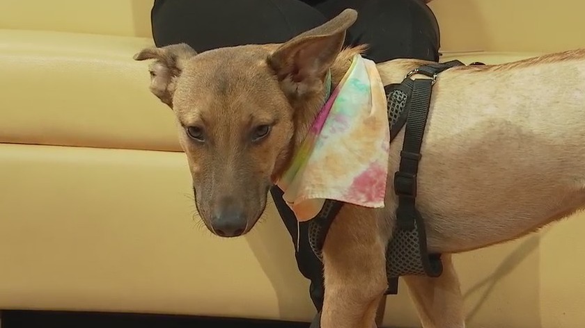 PAWS Shelter of Central Austin introduces 'Pet of the Week' Taco