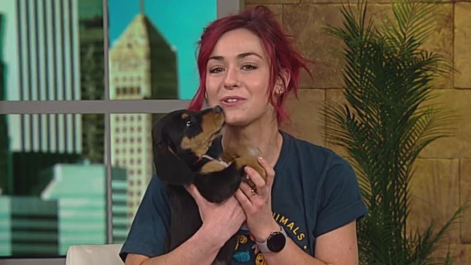 AHS hosting pop up pet food pantry event | FOX 9 Minneapolis-St. Paul
