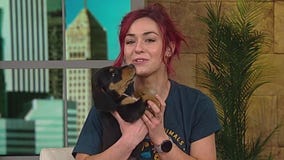 AHS hosting pop up pet food pantry event