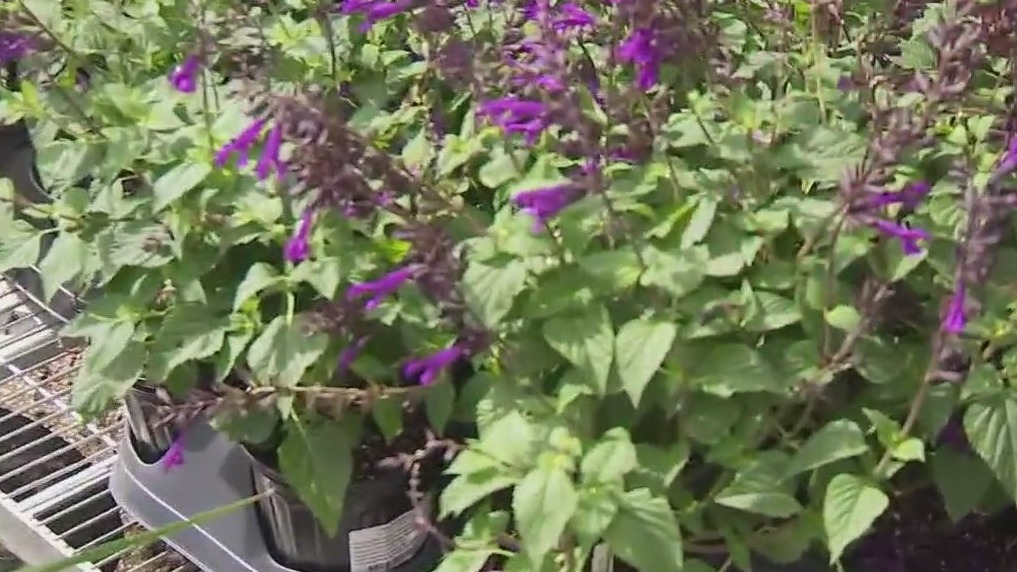 Plants that are great for the fall season