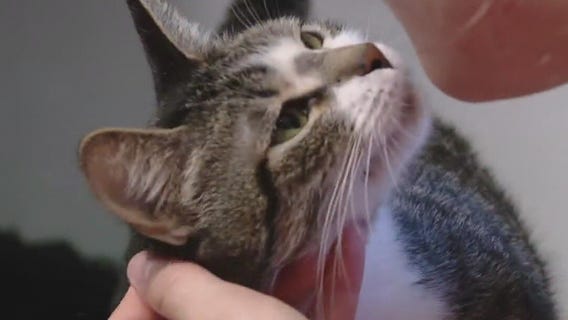 Cat of the Weekend: Wendy at Texas Humane Heroes