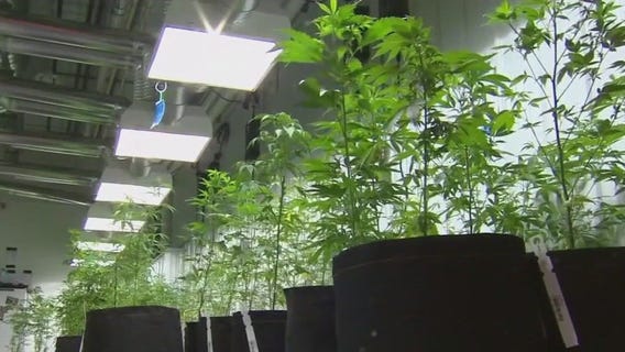 Minnesota's marijuana market concerns
