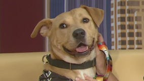 Austin Pets Alive! introduces 'Pet of the Week' Dustin