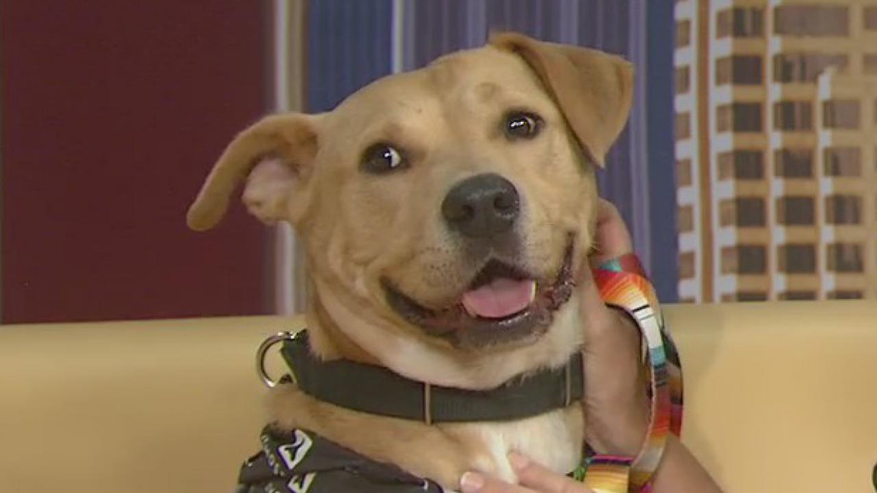 Austin Pets Alive! introduces 'Pet of the Week' Dustin