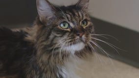 Cat of the Weekend: Shadow at WCRAS