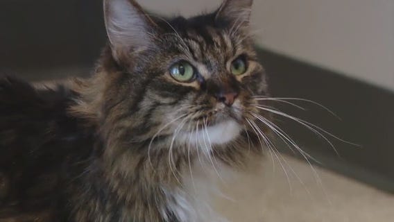 Cat of the Weekend: Shadow at WCRAS