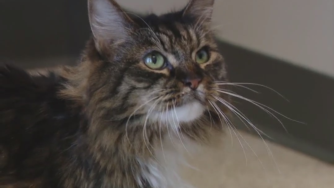 Cat of the Weekend: Shadow at WCRAS