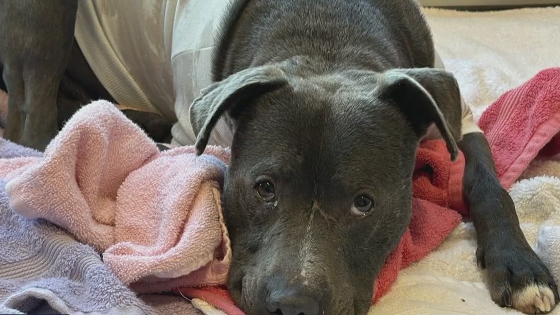 Dog of the Weekend: Pocket at WCRAS