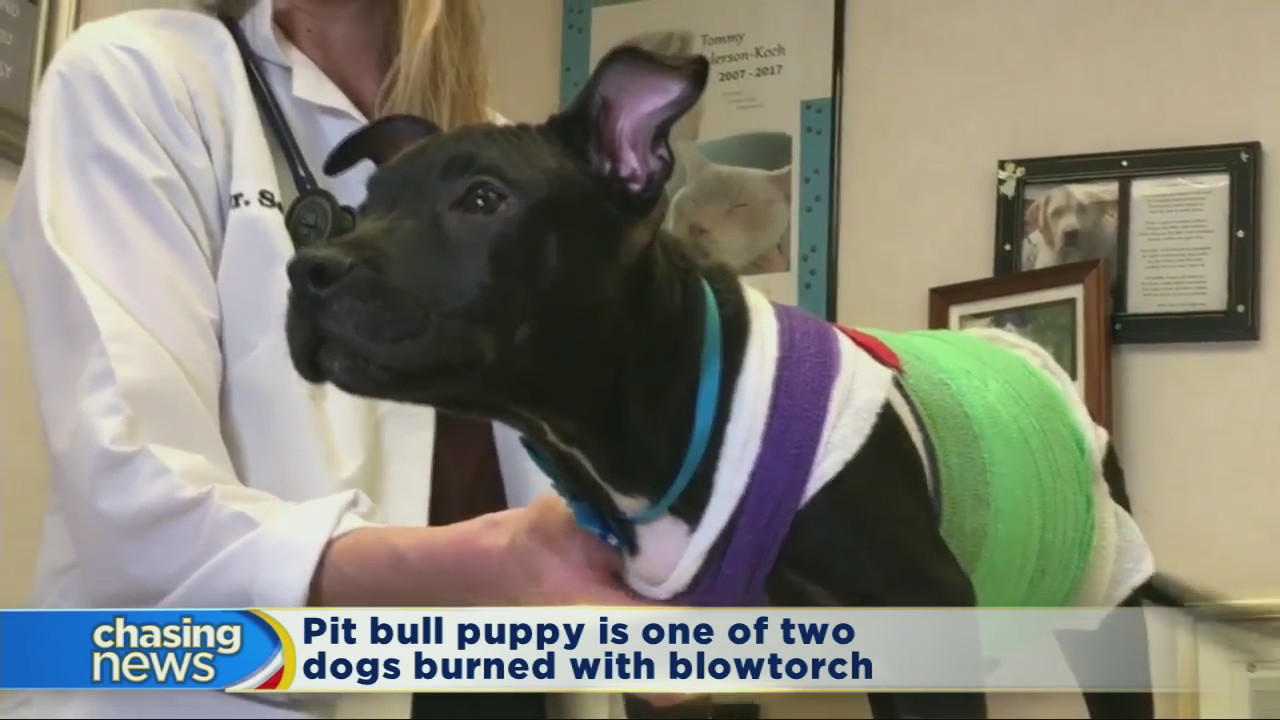 Pit bull puppy recovering after burn with blowtorch