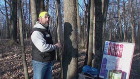 Lowry Maple Syrup Festival begins Saturday