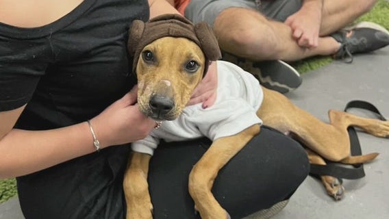 Dog of the Weekend: Slippers at Austin Pets Alive