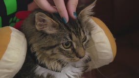 Cat of the Weekend: Merle at Austin Pets Alive